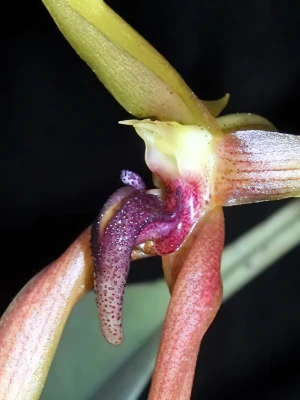 Bild von Bulbophyllum papulosum garay 3
